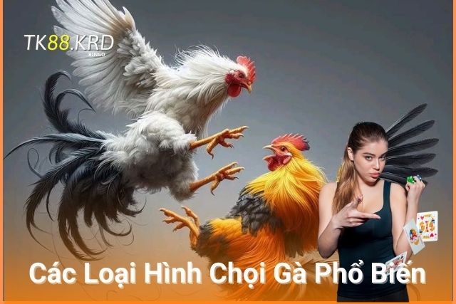 Đá Gà TK88: Trải Nghiệm Đầy Kịch Tính và Cơ Hội Cá Cược Lớn Các Loại Hình Chọi Gà Phổ Biến